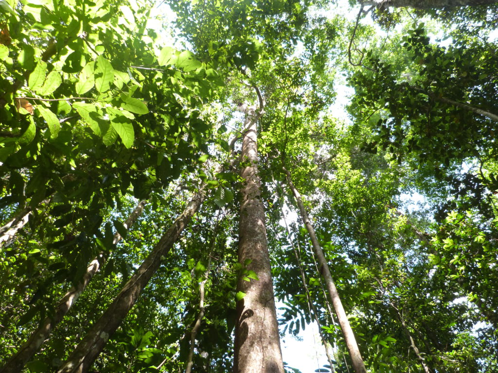 La Canopée Guyanaise 