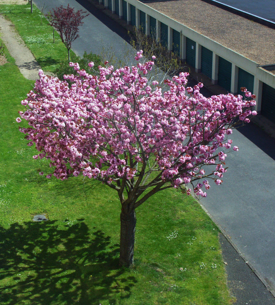Un magnolia angevin