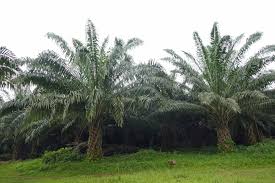  Des Palmiers à huile